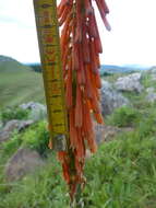 Image of Kniphofia laxiflora Kunth