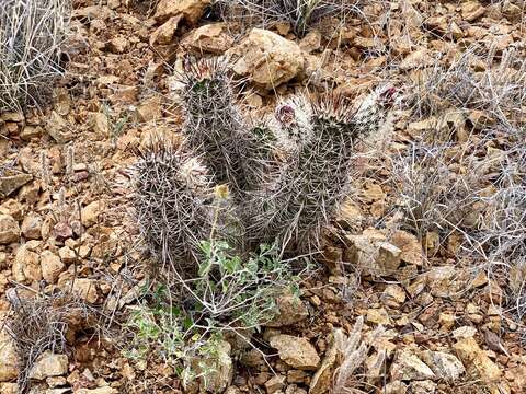 Image de Echinocereus fendleri subsp. rectispinus (Peebles) N. P. Taylor