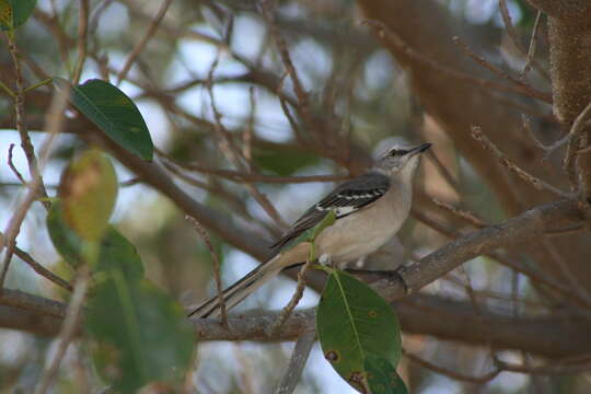 Image of Northern Mockingbird