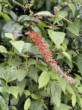 Combretum platypterum (Welw.) Hutch. & Dalz.的圖片