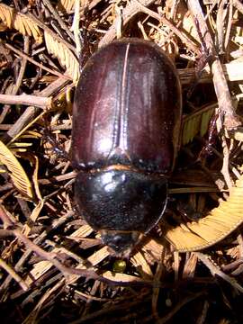 صورة Heterogomphus dilaticollis Burmeister 1847