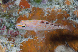 Image of Freckled Rock-cod