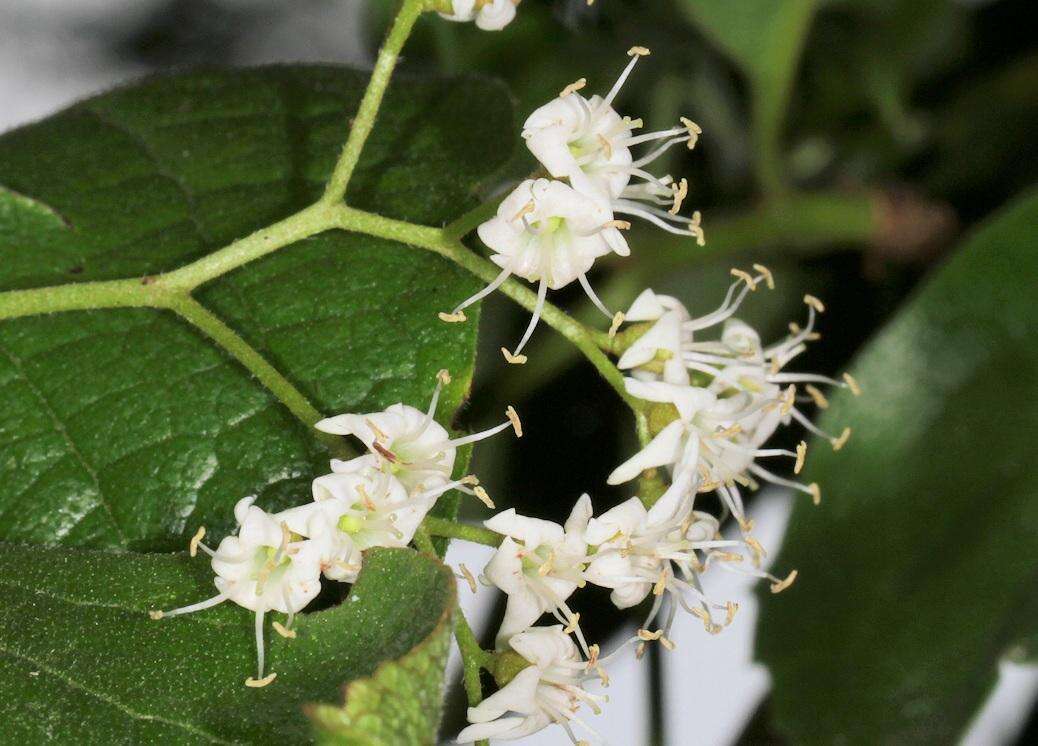 Image of Sandpaper bush