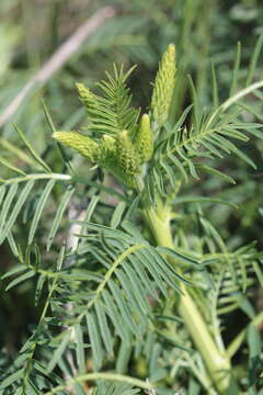 Imagem de Astragalus asper Jacq.