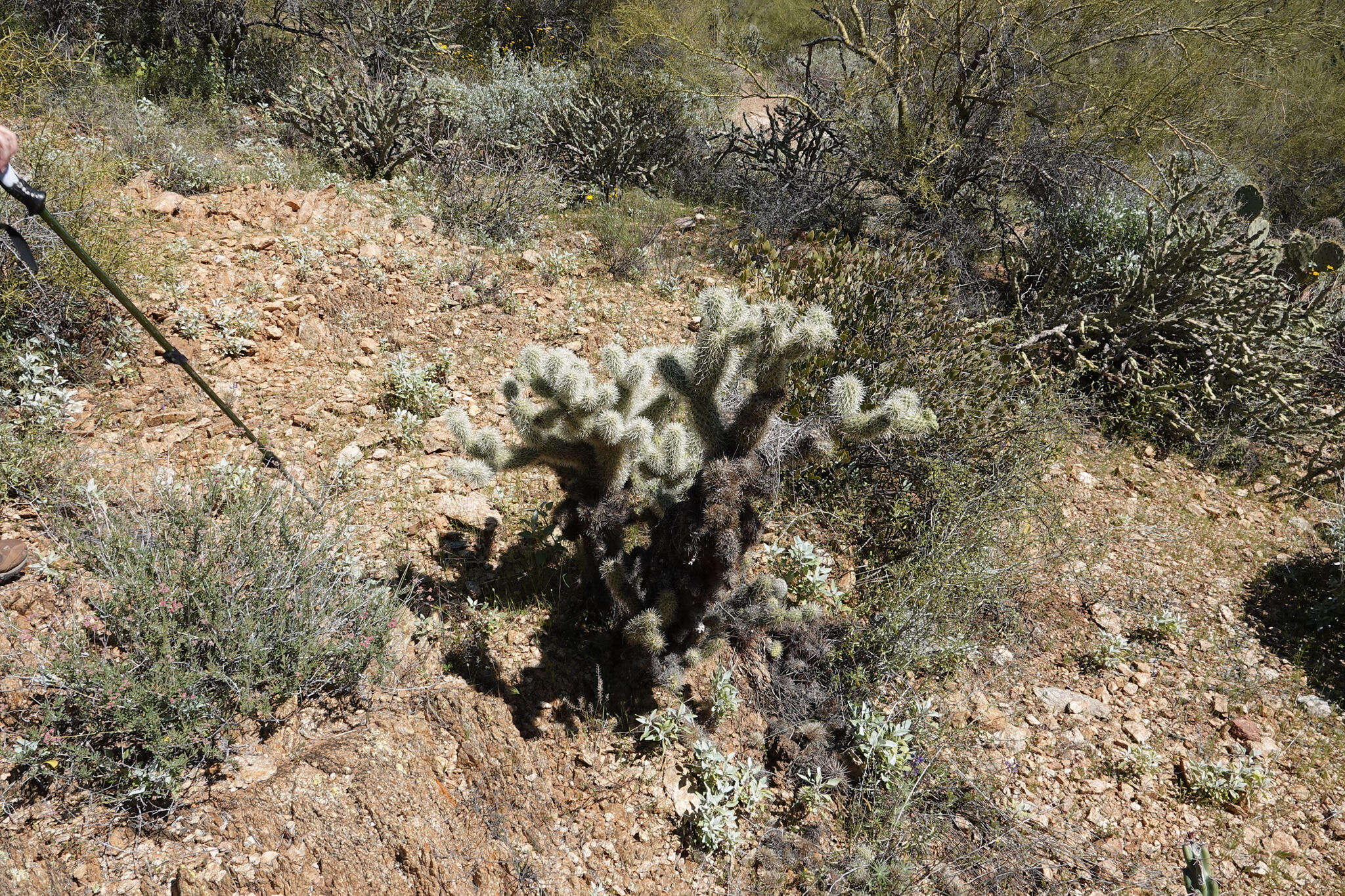 صورة Cylindropuntia bigelovii var. bigelovii