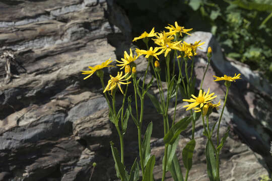 Image of Senecio kolenatianus C. A. Mey.