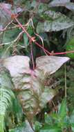 Persicaria senticosa (Meisn.) H. Gross的圖片