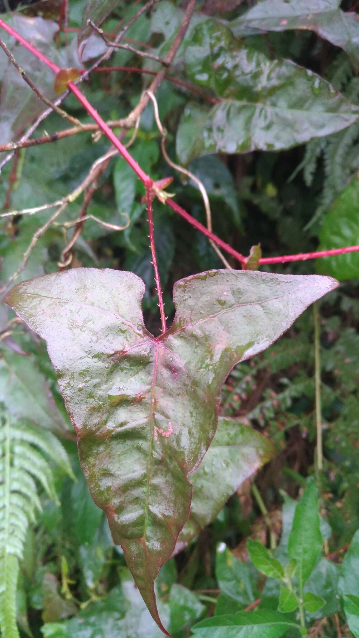 Persicaria senticosa (Meisn.) H. Gross的圖片