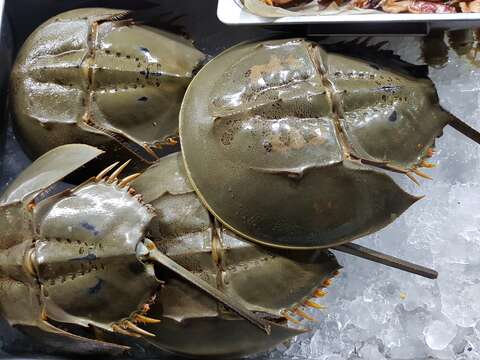 Image of Horseshoe Crab