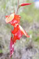 Imagem de Gladiolus saundersii Hook. fil.