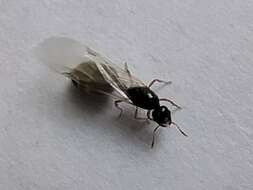 Image of European thief ant