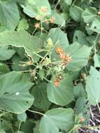 Image of Abutilon ramosum (Cav.) Guill.