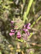 Imagem de Stachys grandidentata Lindl.