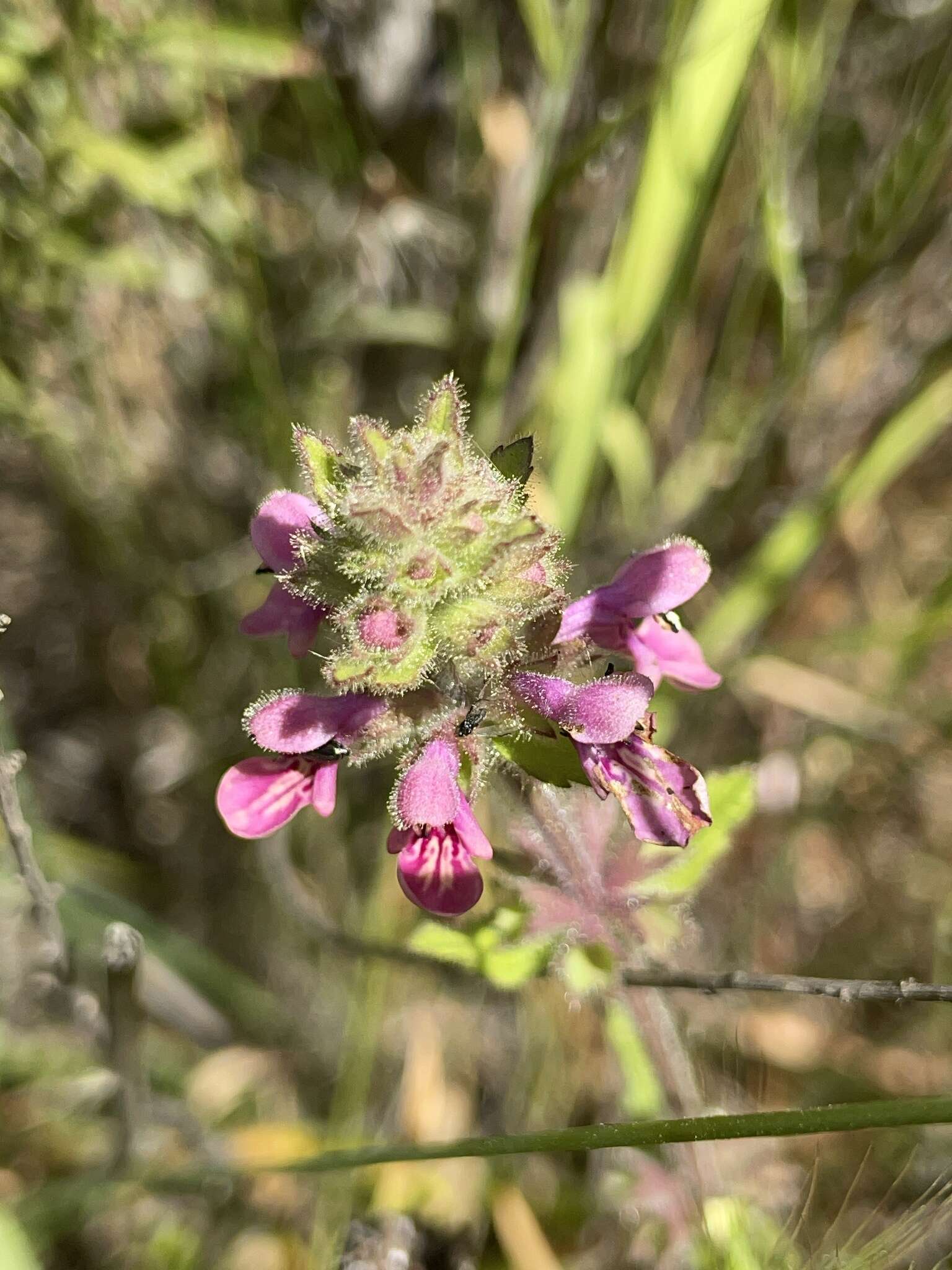 Imagem de Stachys grandidentata Lindl.