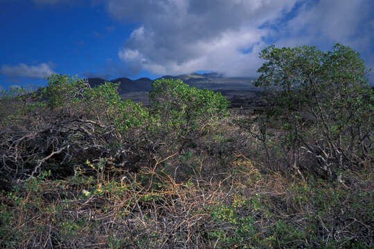 Image of devil's-pepper