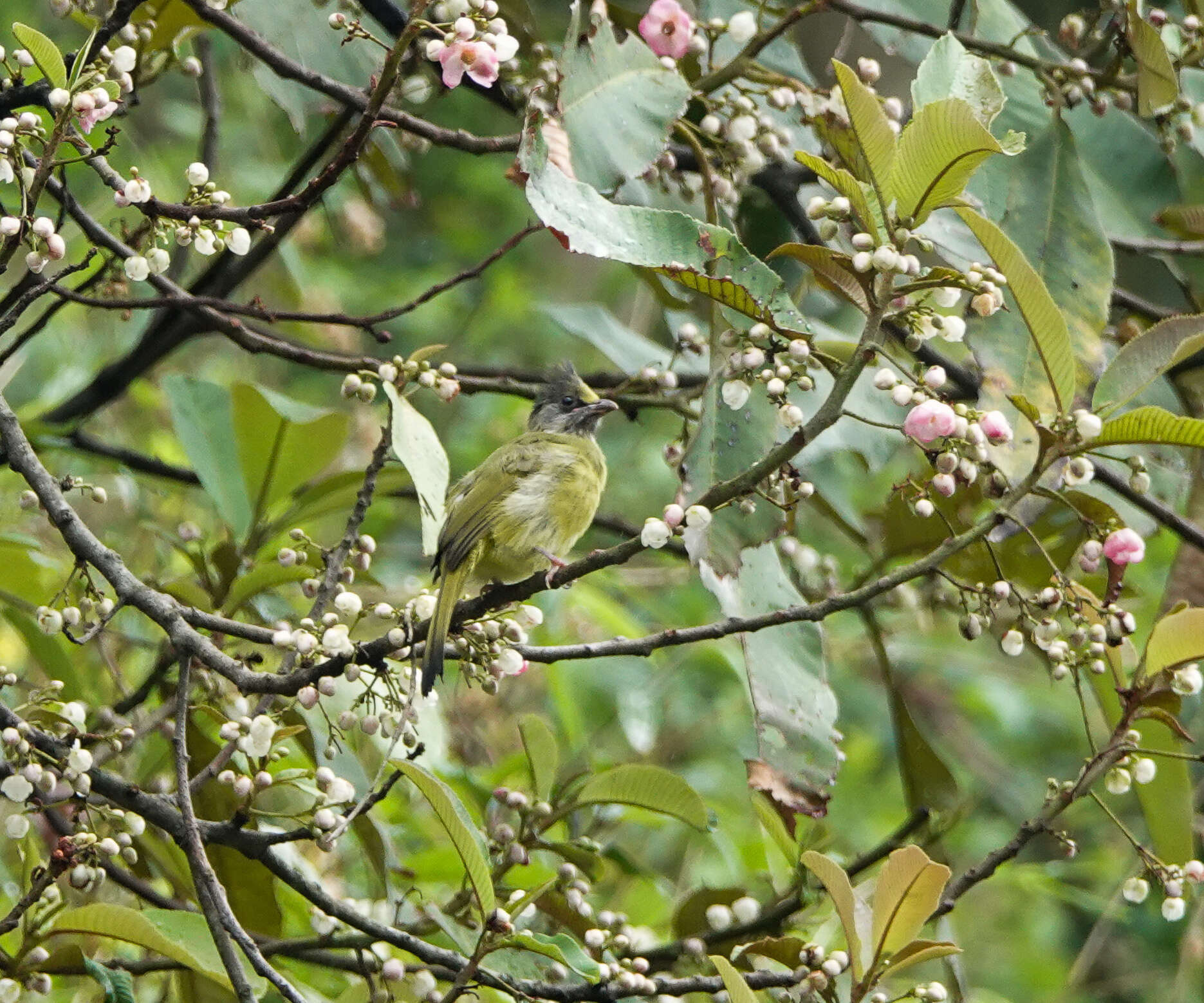 Image of Crested Finchbill