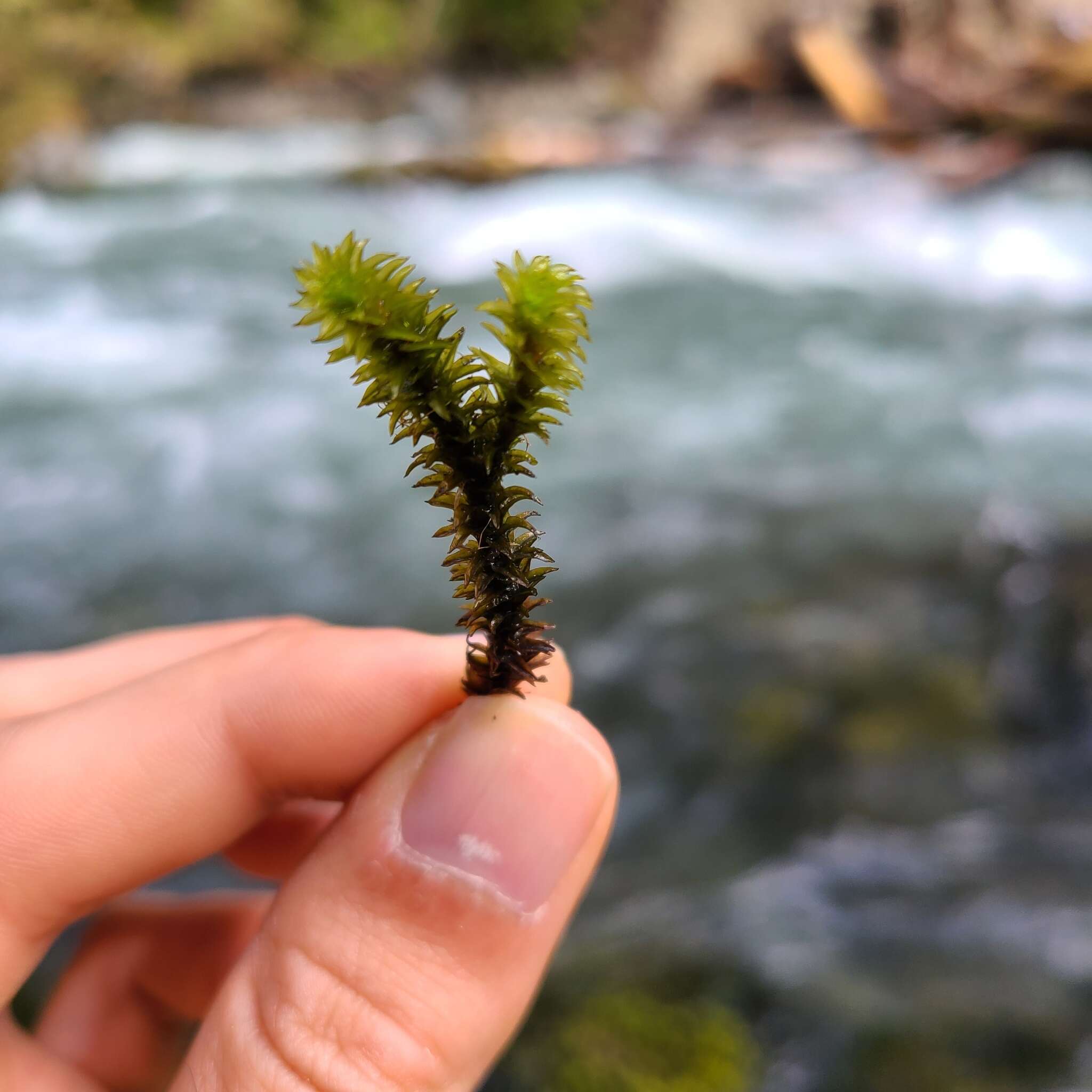 Image of blackmat splashzone moss