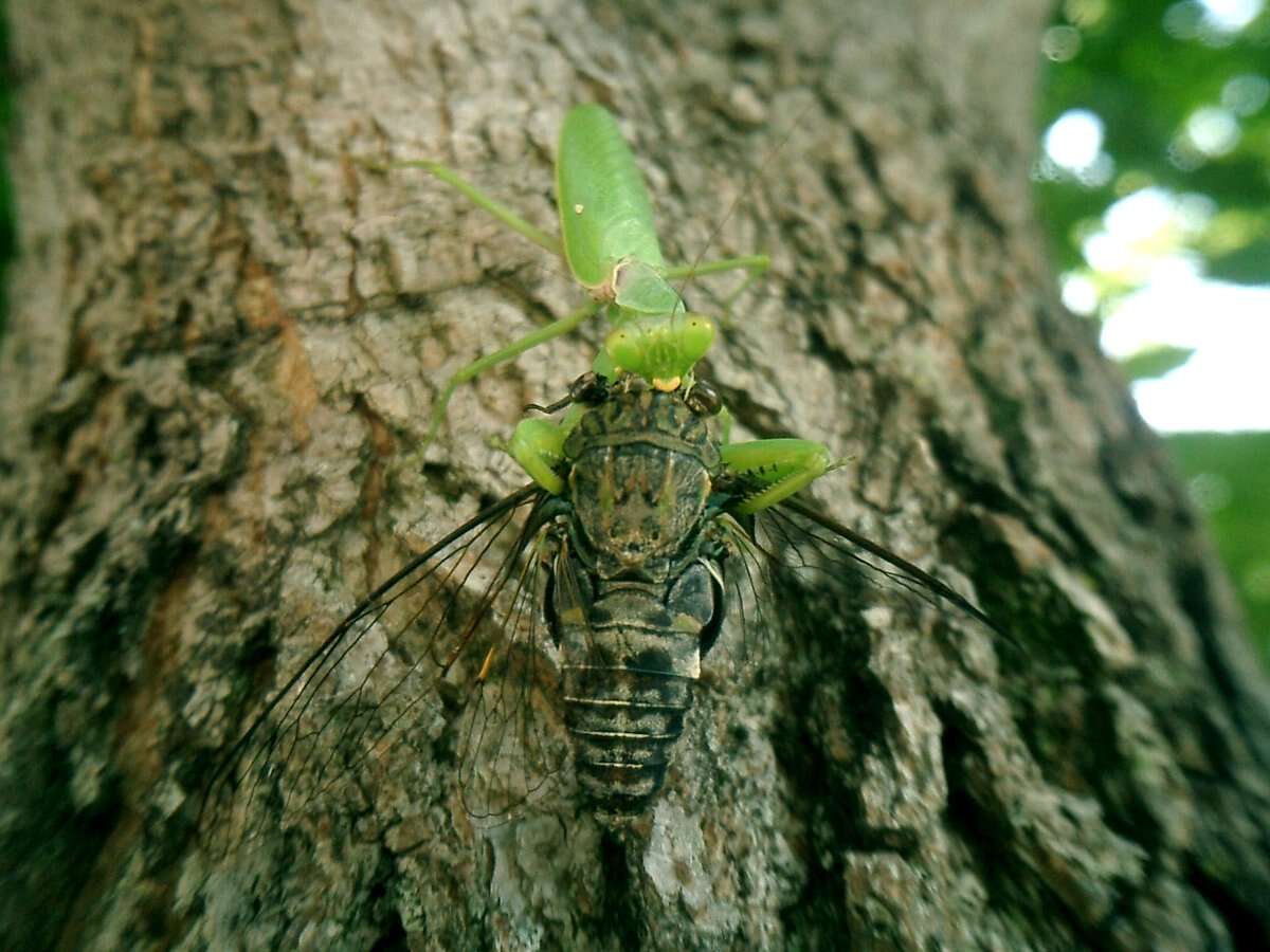 Image of Giant Asian Mantis