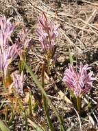 Image of Lachenalia corymbosa (L.) J. C. Manning & Goldblatt