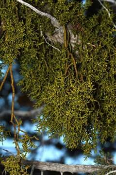 Image of Hawksworth's mistletoe