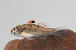 صورة Redigobius chrysosoma (Bleeker 1875)