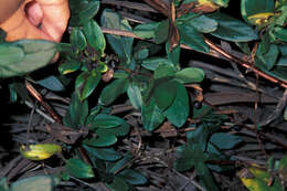 Image of Japanese honeysuckle