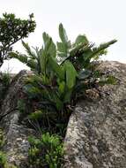 Image of Mountain strelitzia