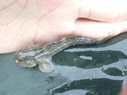 Image of Rhinogobius gigas Aonuma & Chen 1996