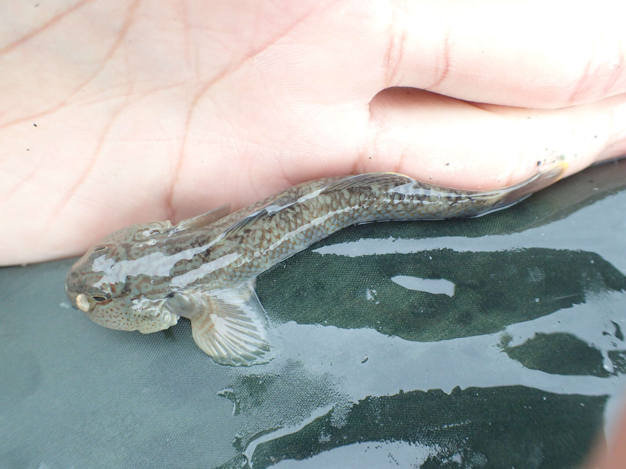 Image of Rhinogobius gigas Aonuma & Chen 1996