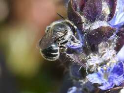 Image of Mason bee