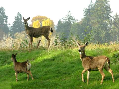 Image of Columbian black-tailed deer