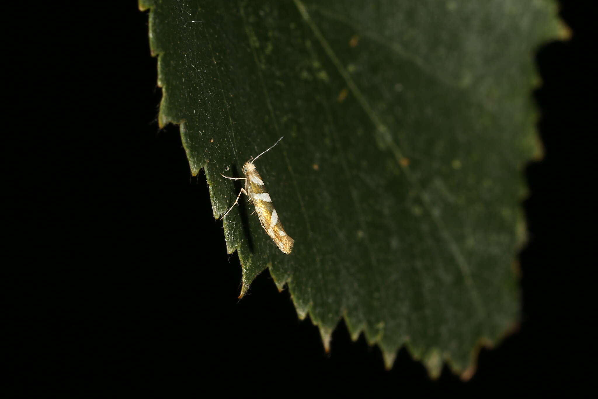 Imagem de Argyresthia goedartella Linnaeus 1758