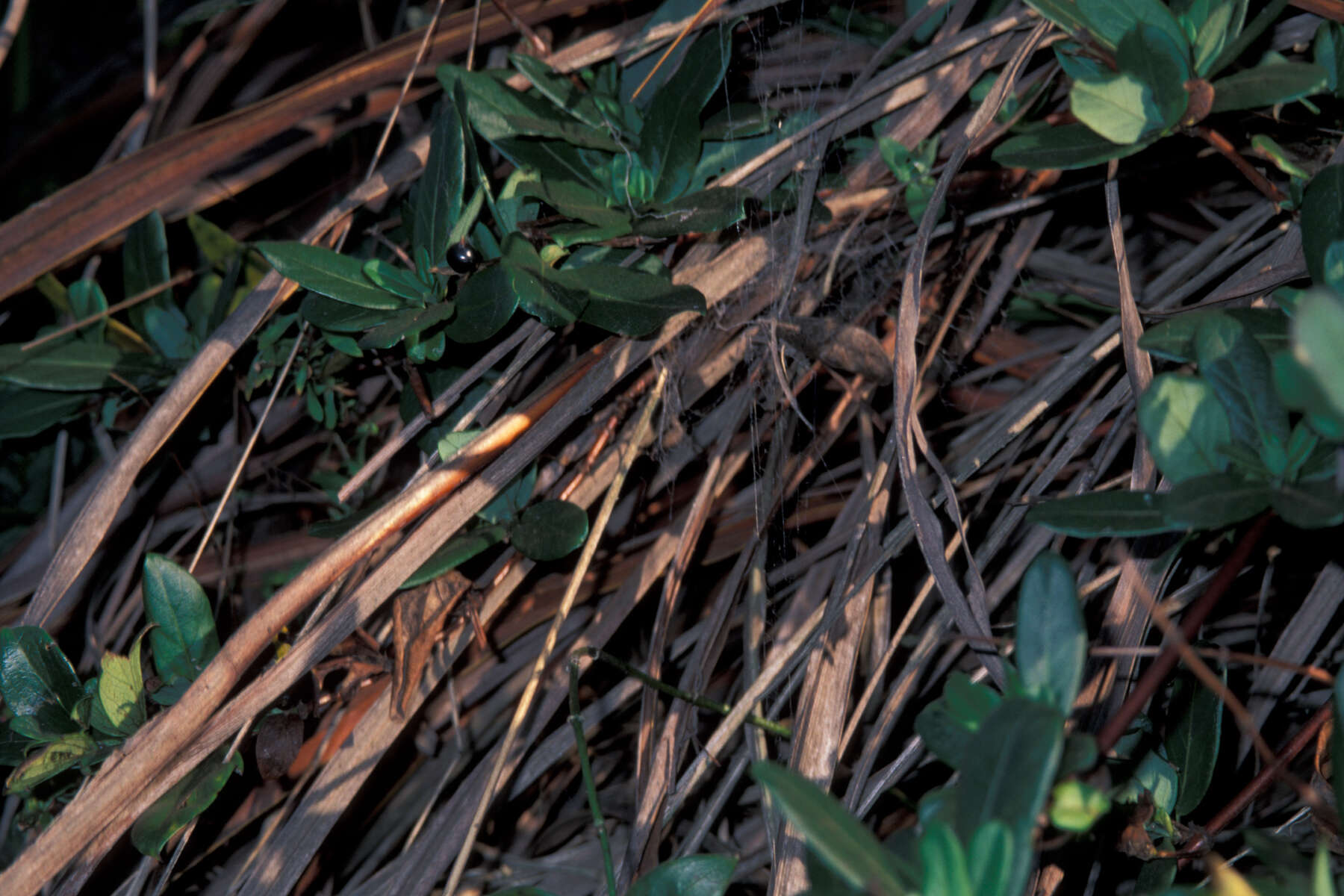 Image of Japanese honeysuckle