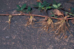 Image of Japanese honeysuckle