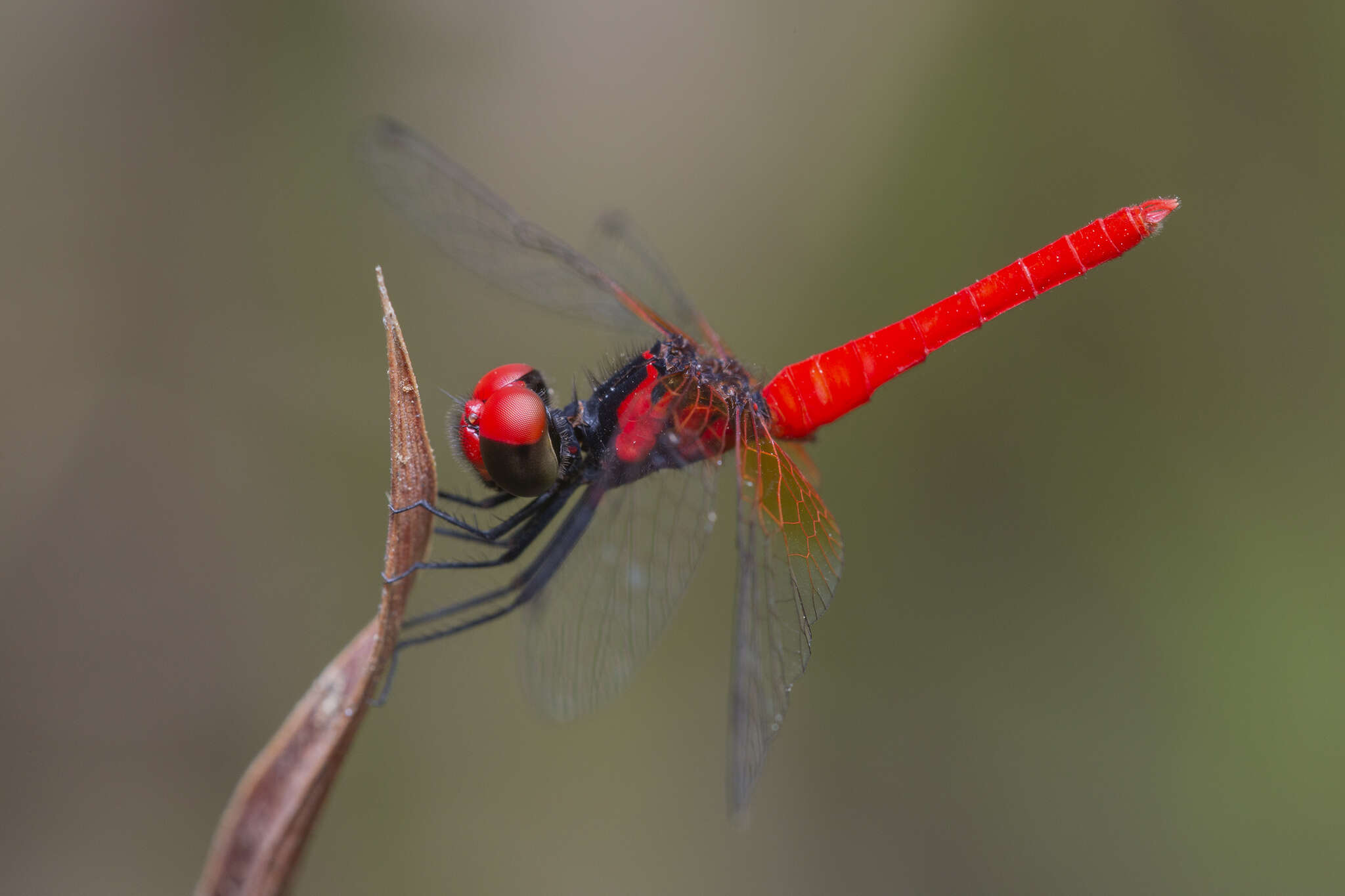 Image de Nannophya pygmaea Rambur 1842