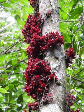 Image de Theobroma velutinum Benoist