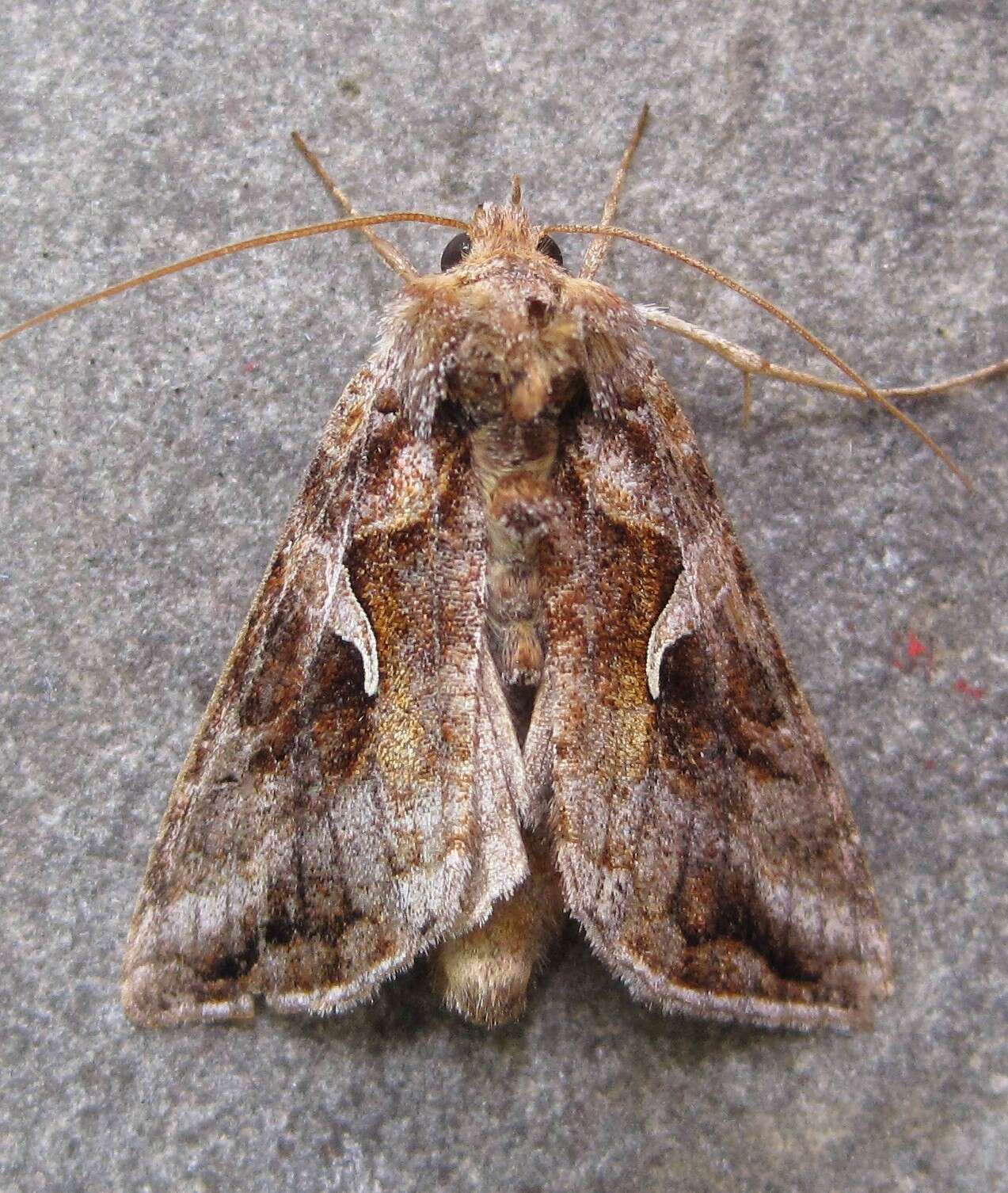 Image de Autographa rubidus Ottolengui 1902