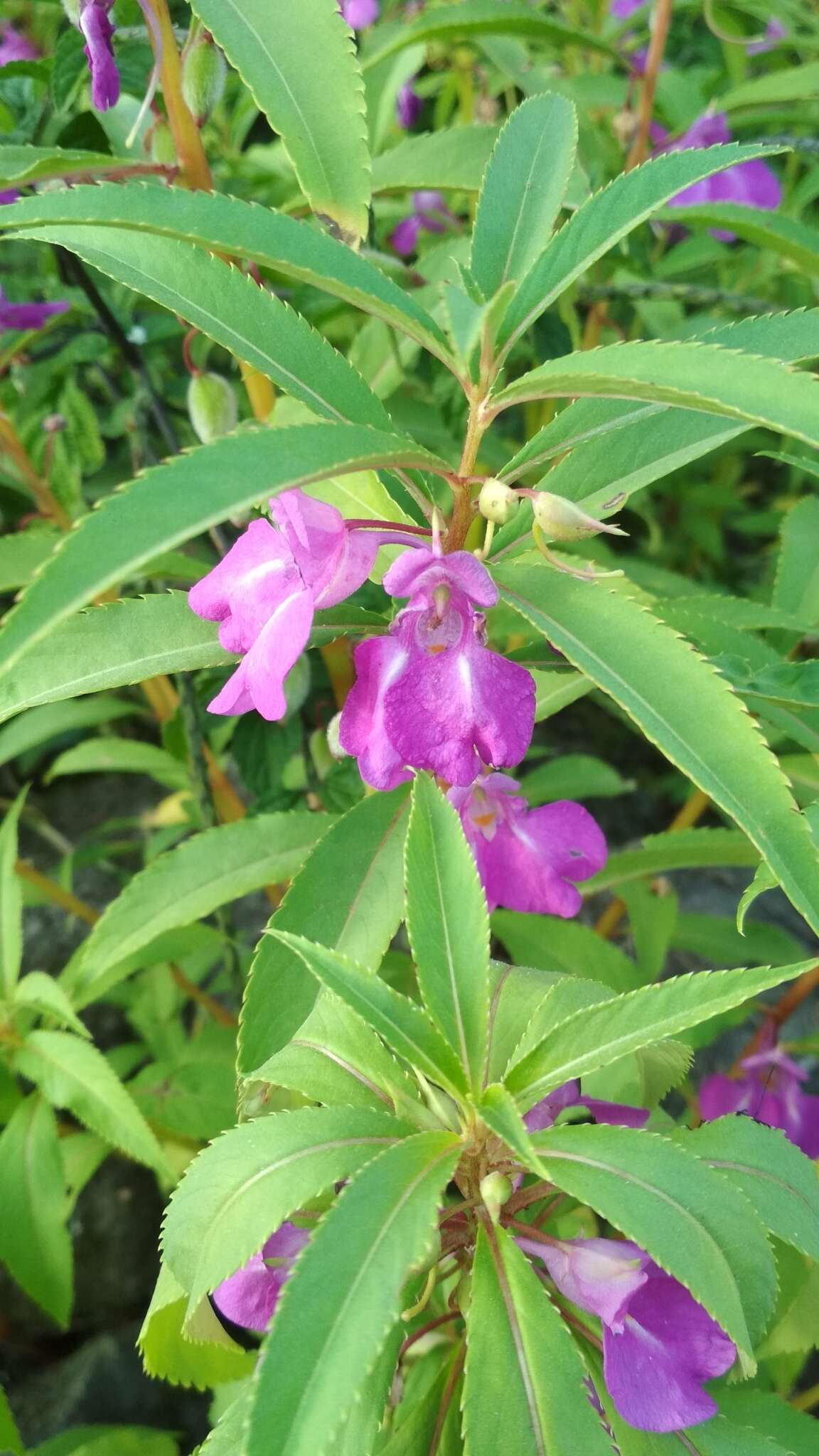 Image of spotted snapweed