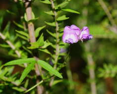 Glycine clandestina Wendl. resmi