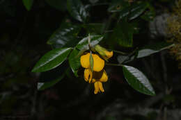 Imagem de Crotalaria vitellina Ker. Gawl.