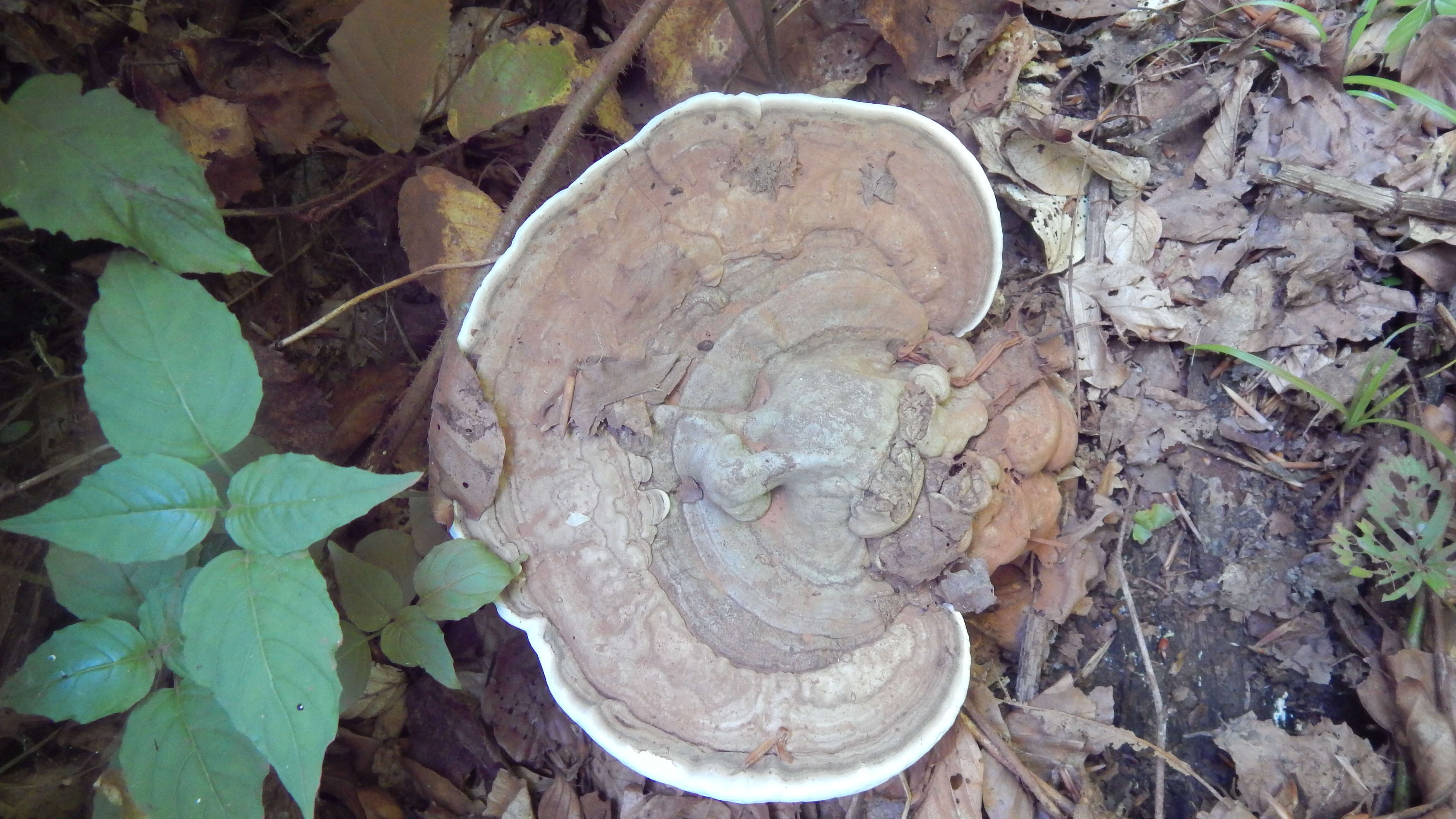 Image of Ganoderma applanatum