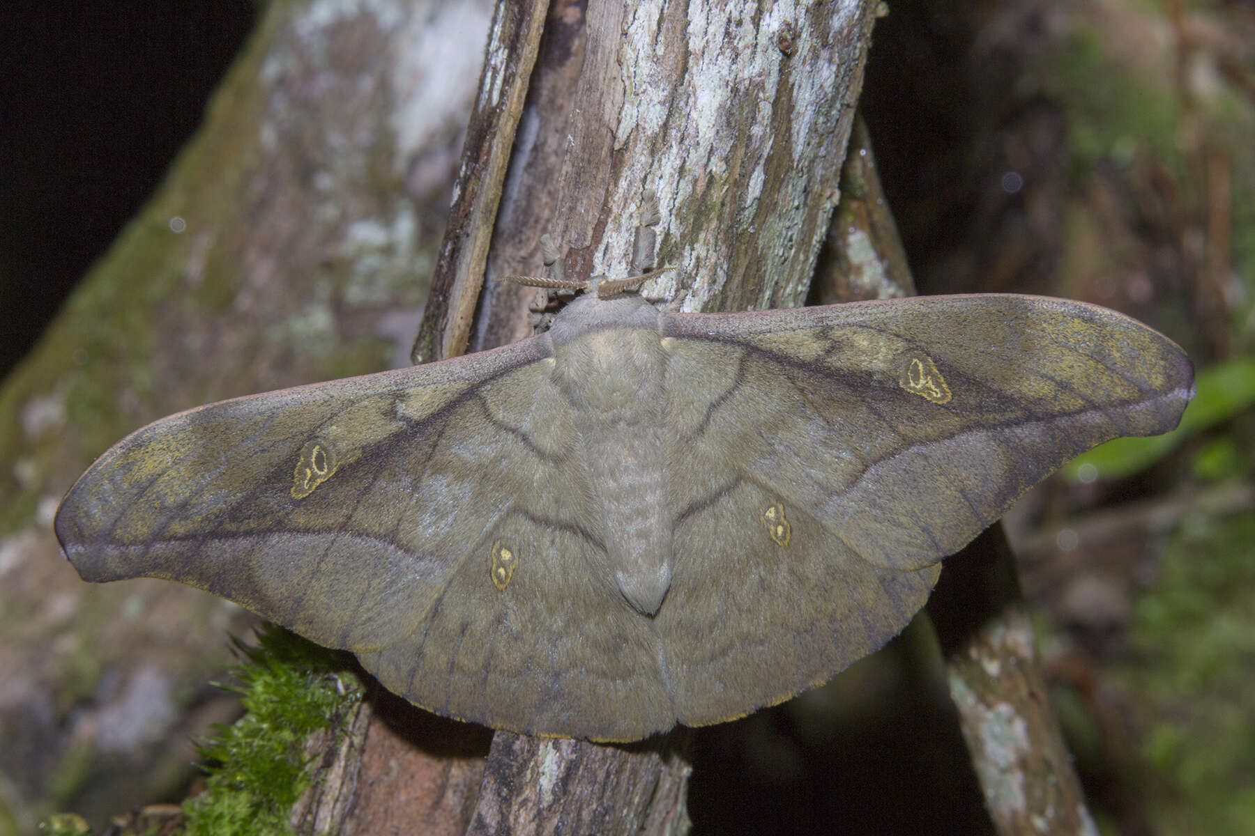 Image of Antheraea rosieri (Toxopeus 1940)