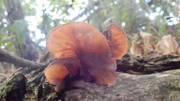 Image of ear fungus