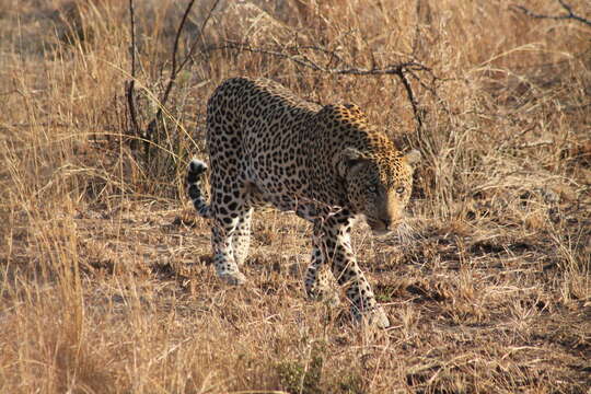 Imagem de Leopardo-africano