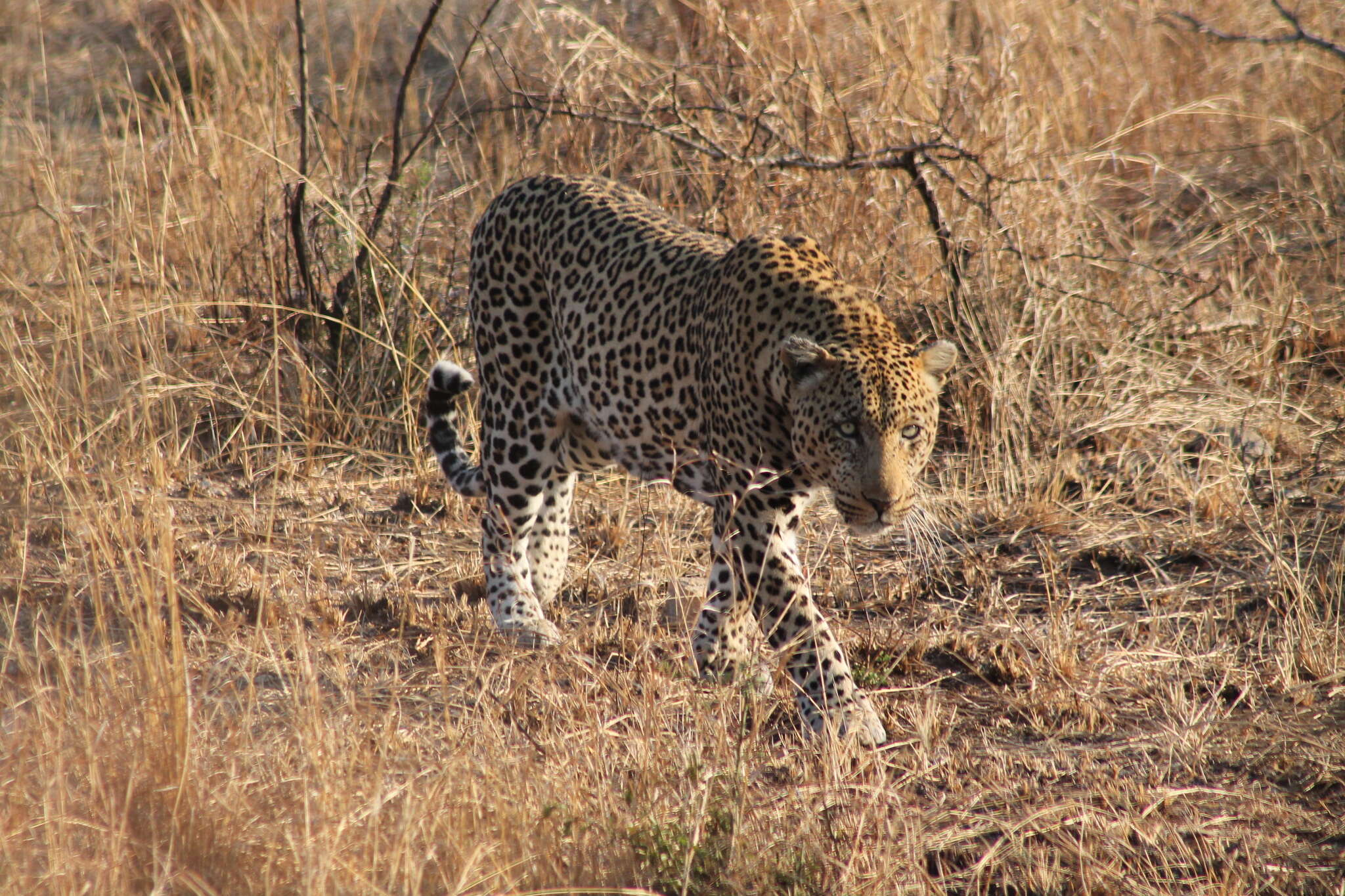 Image of African leopard