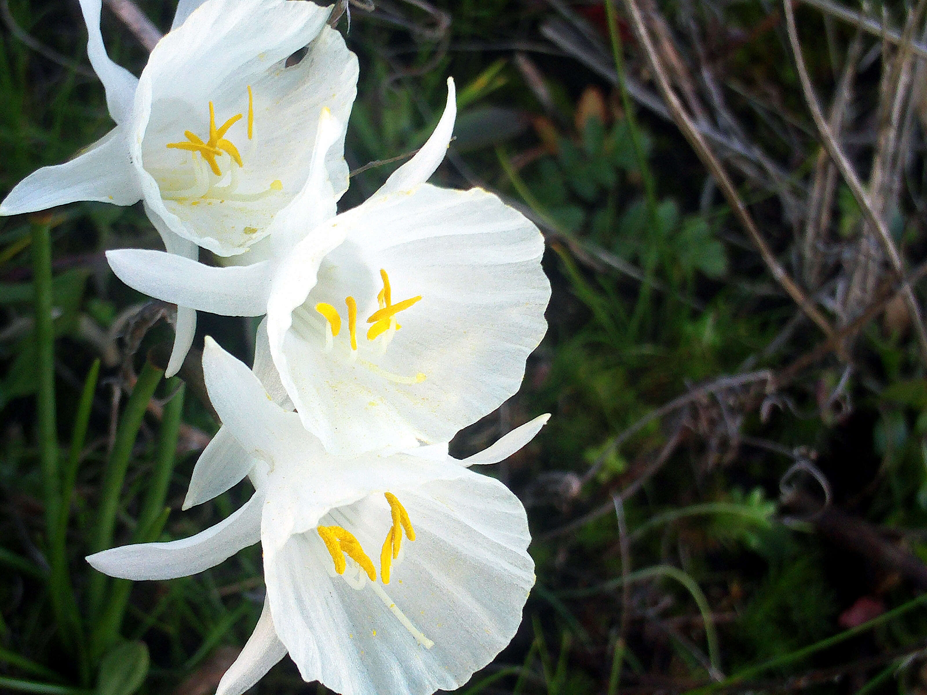 Image de Narcissus cantabricus DC.