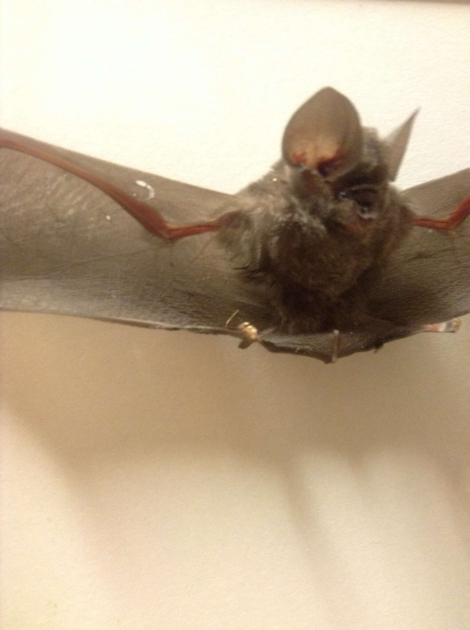 Image of Ashy Leaf-nosed Bat