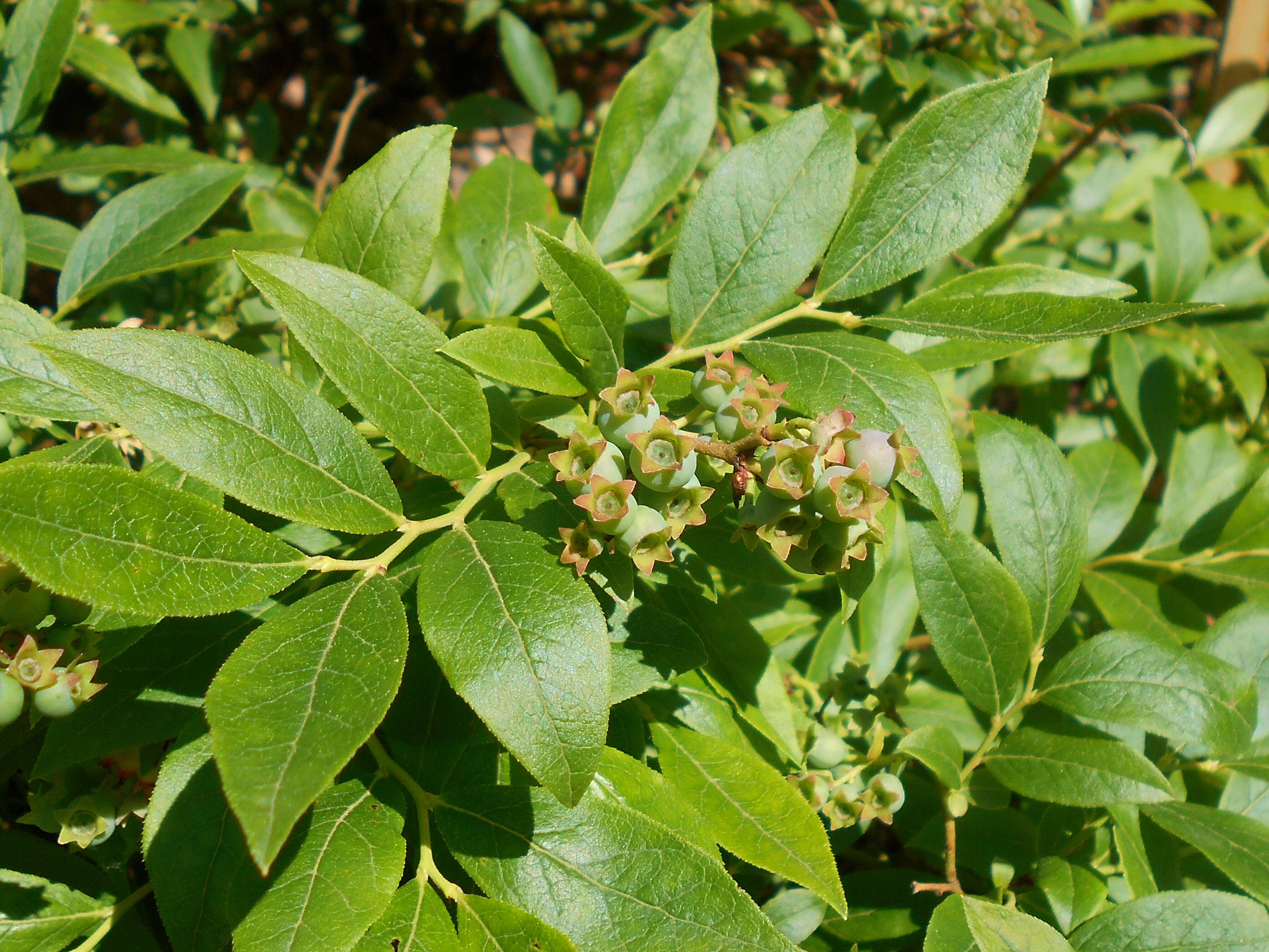 Image of Blue Ridge blueberry