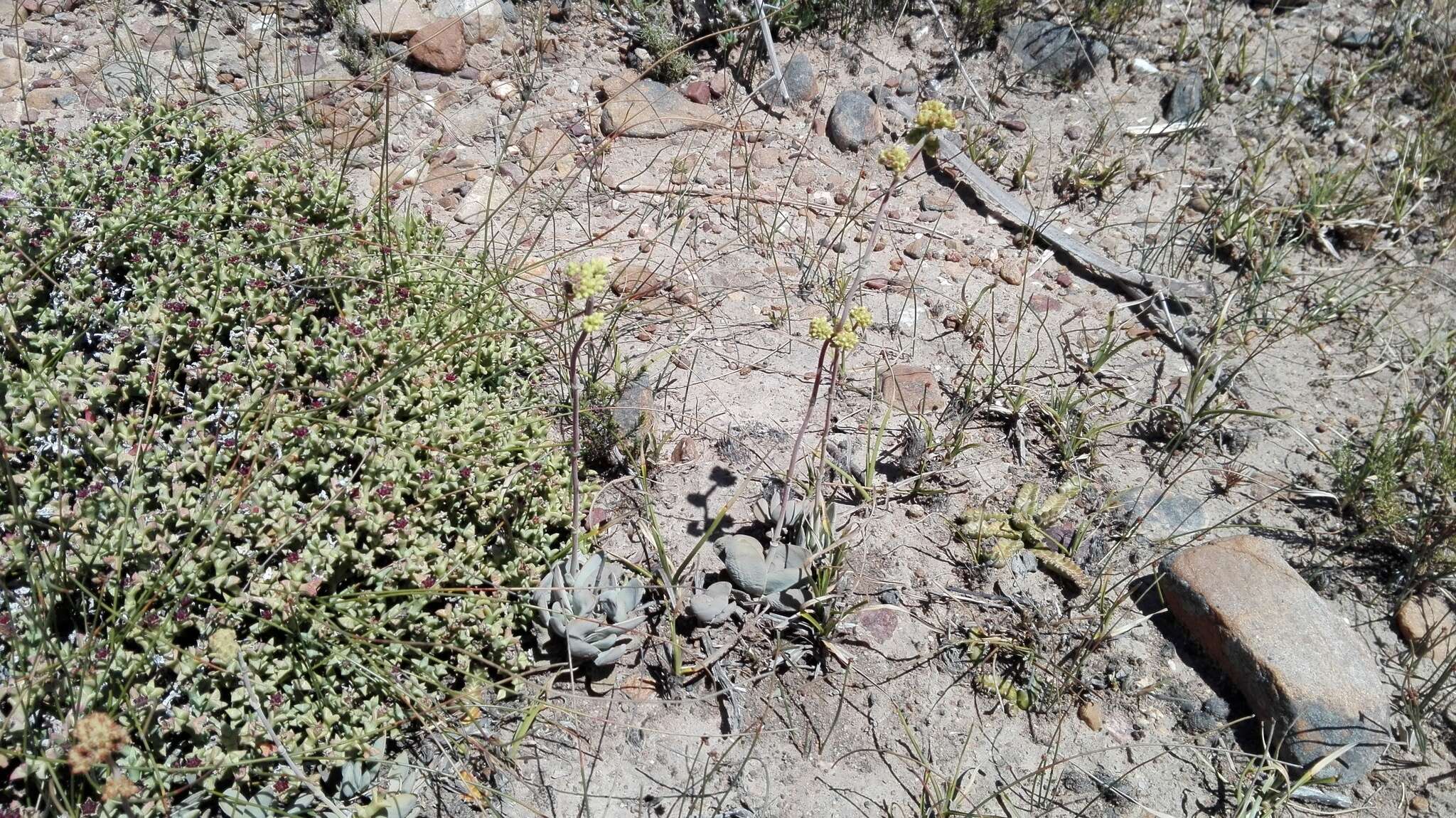 Image of Crassula cotyledonis Thunb.