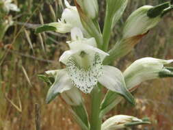 Image of Chloraea piquichen (Lam.) Lindl.